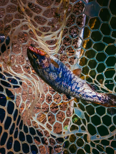 Antecedentes sobre um tema de pesca — Fotografia de Stock