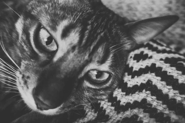 Милый Кот Бенгалии — стоковое фото