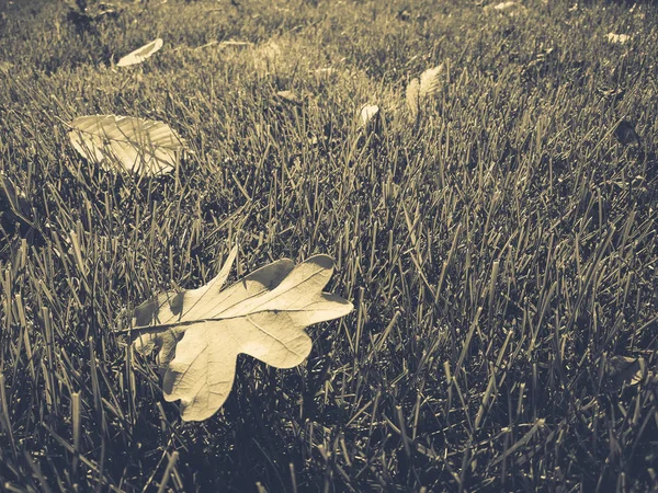 Сухе листя на зеленій траві — стокове фото
