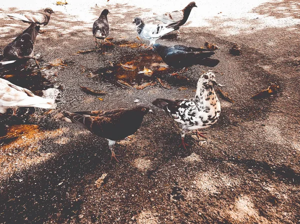 Pombas no parque — Fotografia de Stock