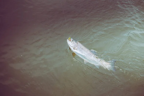 Pesca Truta Lago — Fotografia de Stock