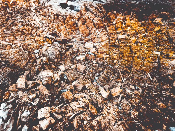 Old stump top view — Stock Photo, Image