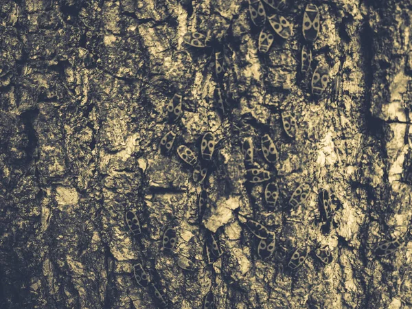 Rudí brouci na kůře stromu — Stock fotografie