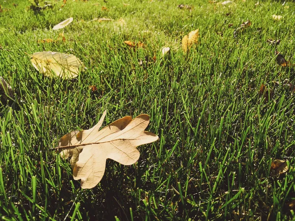 Folhas secas na grama verde — Fotografia de Stock