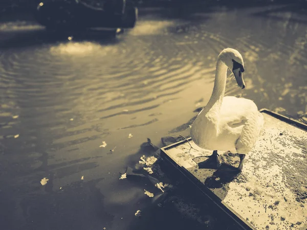 Cigno bianco su uno stagno — Foto Stock