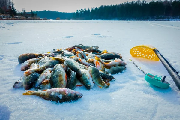 Pesca Invierno Desde Hielo — Foto de Stock