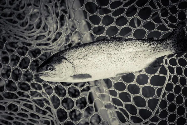 Öring fiske på sjön — Stockfoto