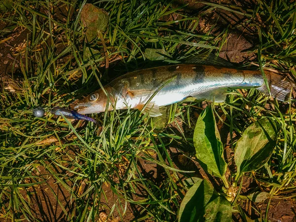 Pesca Zander Sul Fiume — Foto Stock