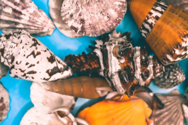 Mavi arka planda deniz kabukları