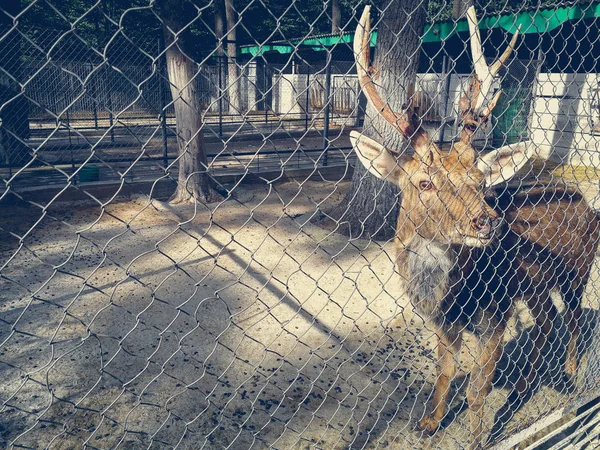 Ciervos en el recinto — Foto de Stock