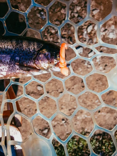 A pescar. Pescador e truta . — Fotografia de Stock