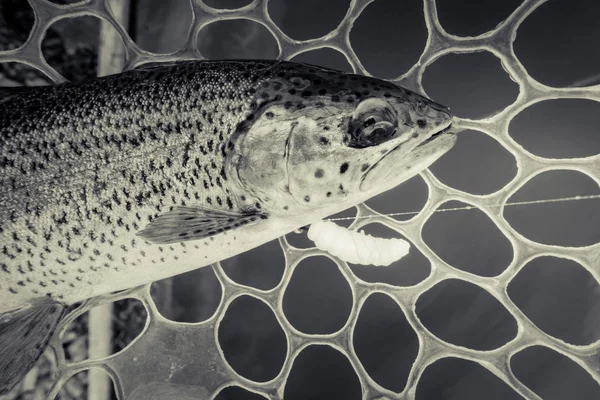 湖でのマス釣り — ストック写真