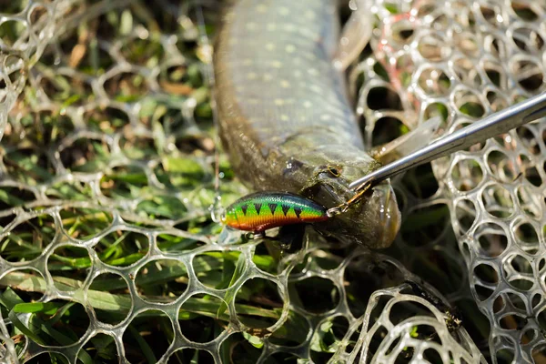 Goede Visserij Vangst Hobby — Stockfoto