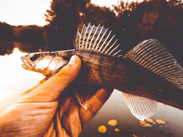 Fisk Gös Händerna Marulk — Stockfoto