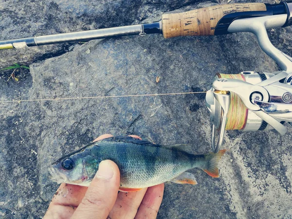 A halász fogott egy kis hal a csalit — Stock Fotó