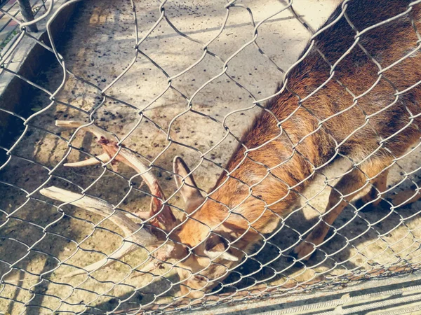 Ciervos en el recinto — Foto de Stock