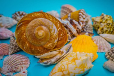 Arka plan mavi bir arka plan üzerinde deniz kabukları