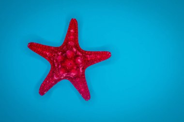 Mavi arka planda deniz kabukları