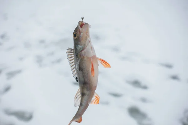 Winter Ice Fishing Hobby — Stock Photo, Image