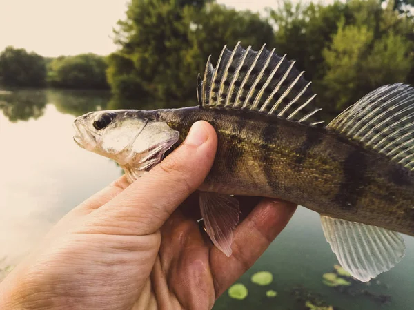 Peixe Pique Poleiro Nas Mãos Pescador — Fotografia de Stock