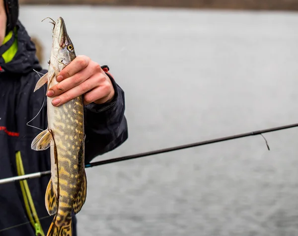 Pike rybaří na jezeře. Rybolovná rekreace — Stock fotografie