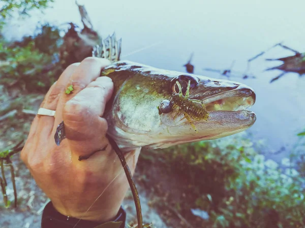 Der Fischer hält einen Fisch in der Hand — Stockfoto