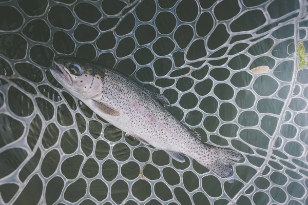 Area Fishing Trout Close — Stock Photo, Image