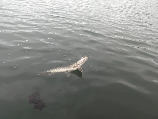 Pesca Del Luccio Sul Lago — Foto Stock