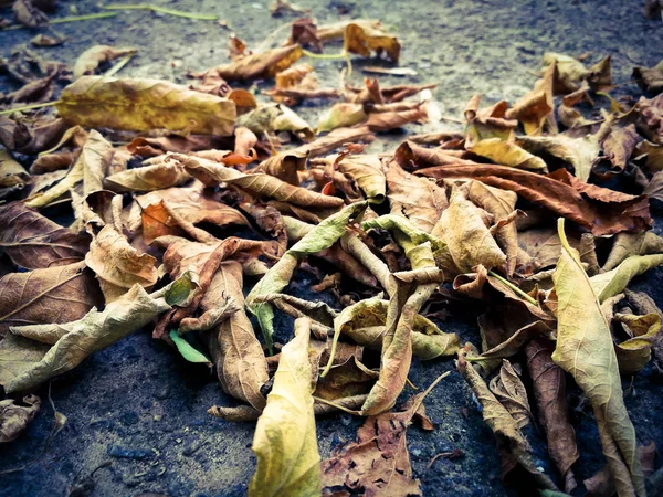 アスファルトの上の乾燥葉 — ストック写真