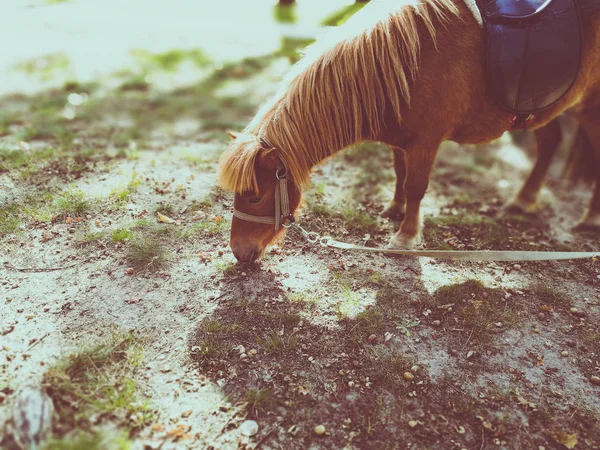 Pony en el césped en verano — Foto de Stock