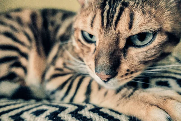 Niedliche Katze Von Bengal — Stockfoto