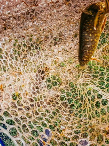 Pesca en el lago — Foto de Stock