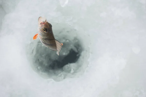 Winter Ice Fishing Hobby — 스톡 사진