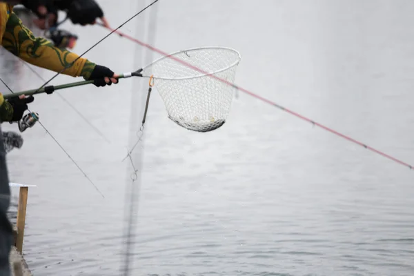 Forel vissen op het meer — Stockfoto