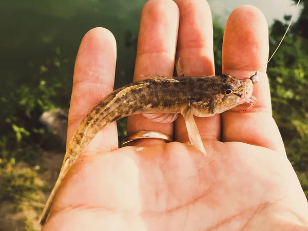 Peixe capturado em uma mão em um lago — Fotografia de Stock