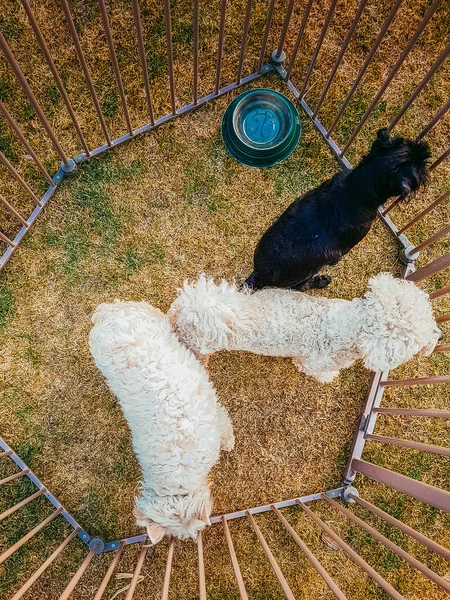 Drei Hunde im Käfig — Stockfoto