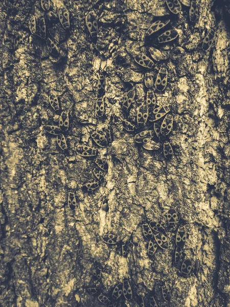 Rode kevers op de schors van een boom — Stockfoto
