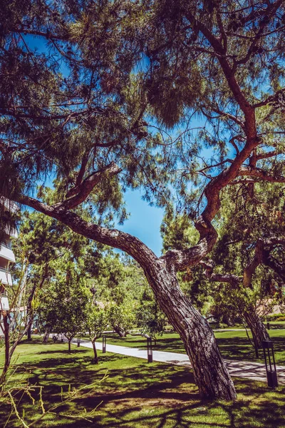 Prato verde in una località balneare — Foto Stock