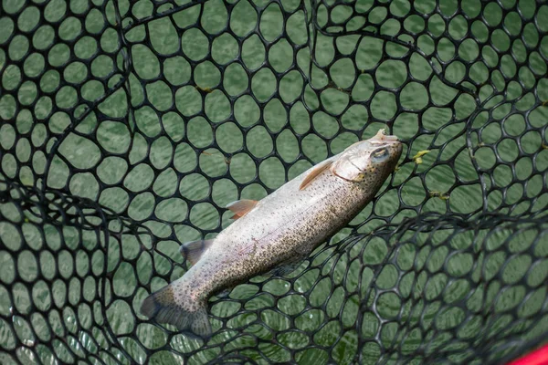 Pesca da truta no lago — Fotografia de Stock