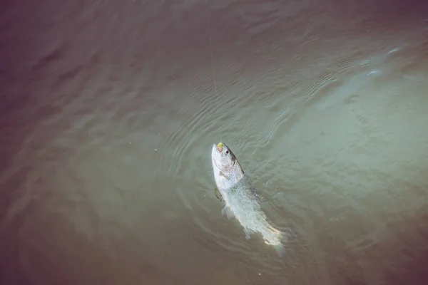 Pesca de truchas en el lago —  Fotos de Stock