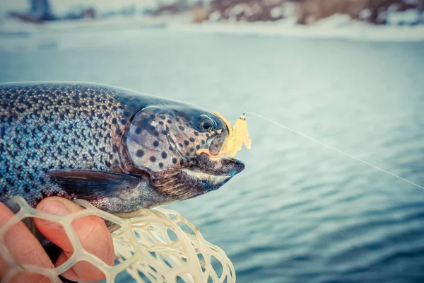 Trout fishing on lake — Stock Photo, Image