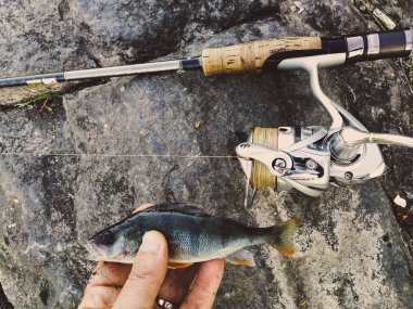 balıkçı yem için küçük bir balık yakaladı