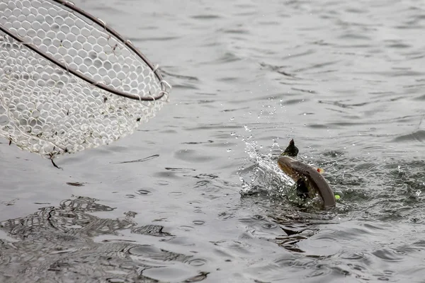 Pesca del luccio sul lago. Attività ricreative di pesca — Foto Stock