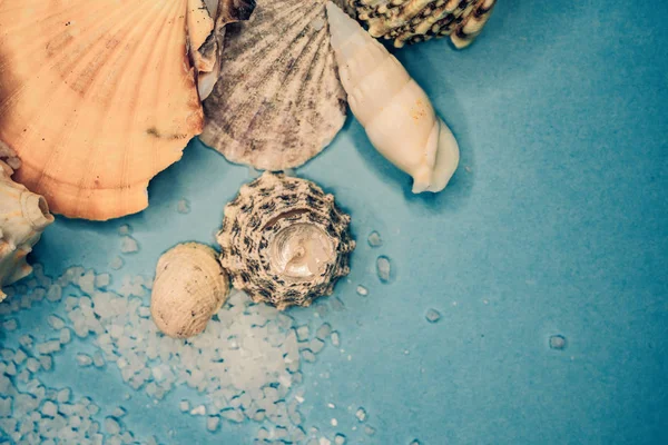 Fondo Conchas Marinas Sobre Fondo Azul —  Fotos de Stock