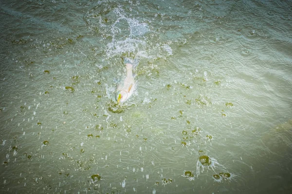 湖でのマス釣り — ストック写真