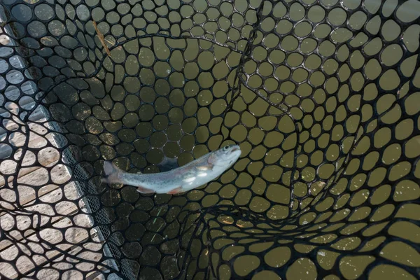 Forel vissen op het meer — Stockfoto