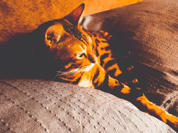 Schöne Bengalikatze mit großen Augen — Stockfoto