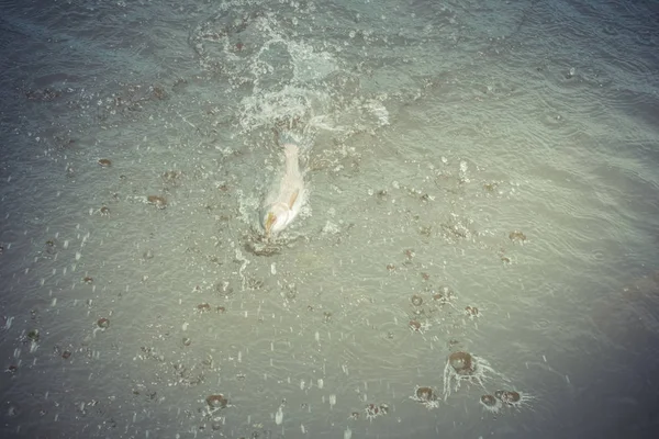 Pesca da truta no lago — Fotografia de Stock