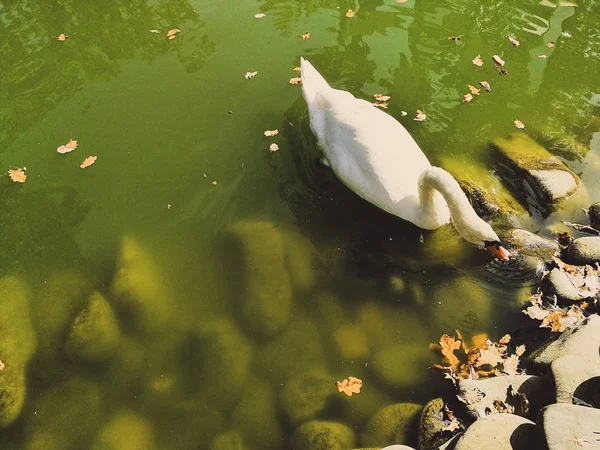 Cigno bianco su uno stagno — Foto Stock