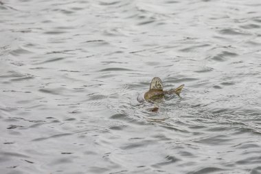 Gölde balık avlamak. Balıkçılık eğlencesi